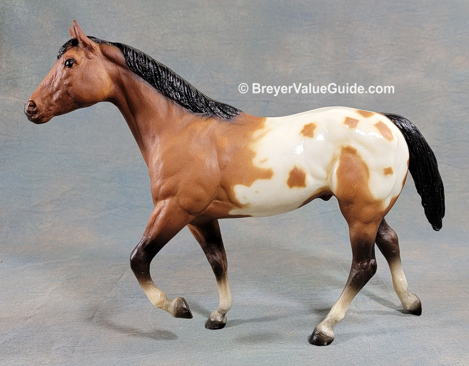 Stock Horse Stallion, Bay Appaloosa